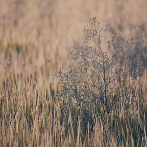 国产剧情麻豆mv
